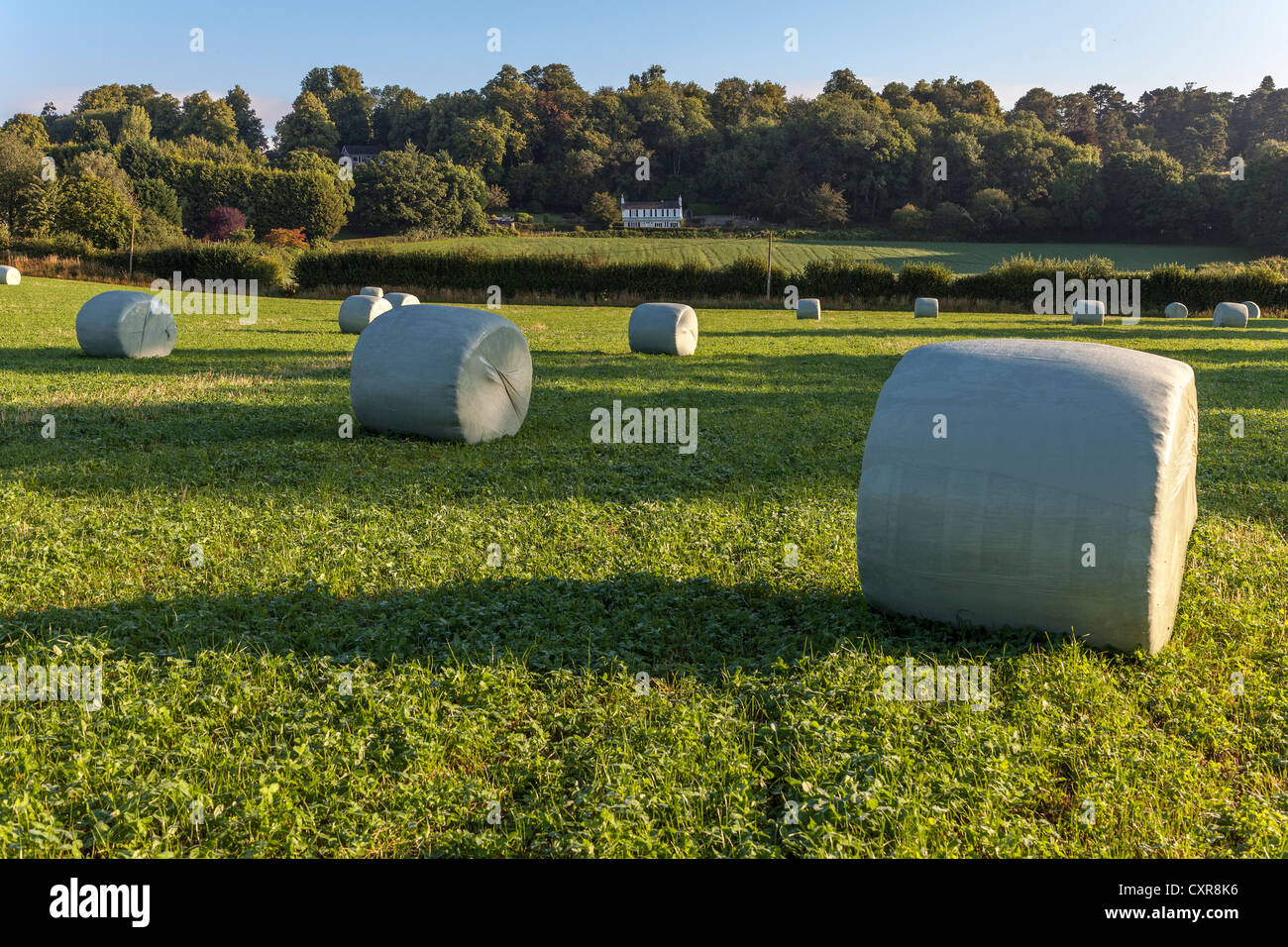 HAY BALES WRAPPED IN PLASTIC IN FIELD GLOUCESTERSHIRE ENGLAND UK Stock Photo