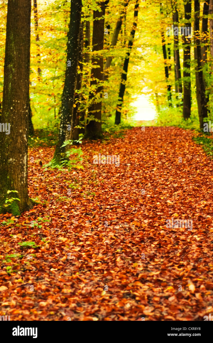 Forest in autumn Stock Photo - Alamy