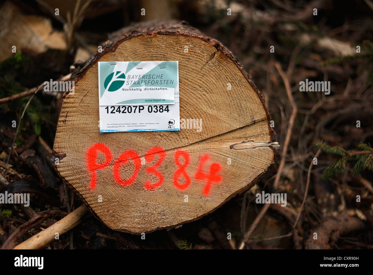 Concept of sustainability, labelling, freshly felled spruce tree from the Bavarian State Forestry, Schliersee, Bavaria Stock Photo