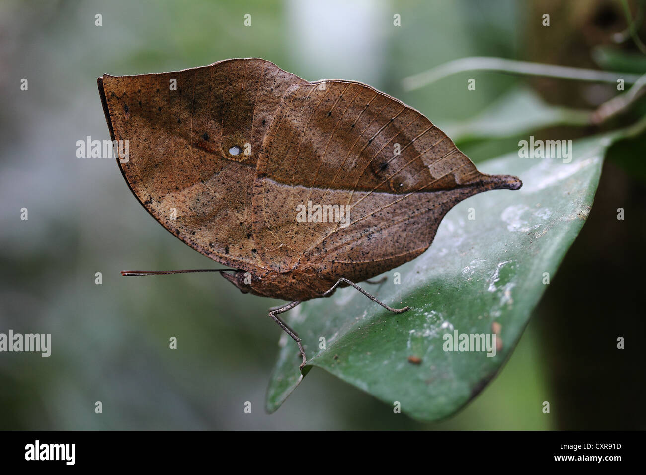 Kalia Insect Kallima butterfly hi-res stock photography and images - Alamy