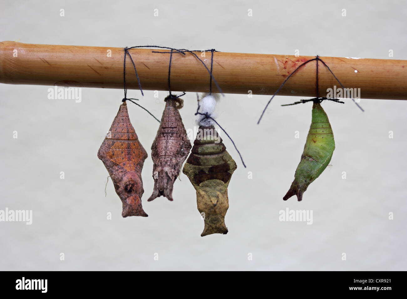 Butterfly moth pupae chrysalis hires stock photography and images Alamy