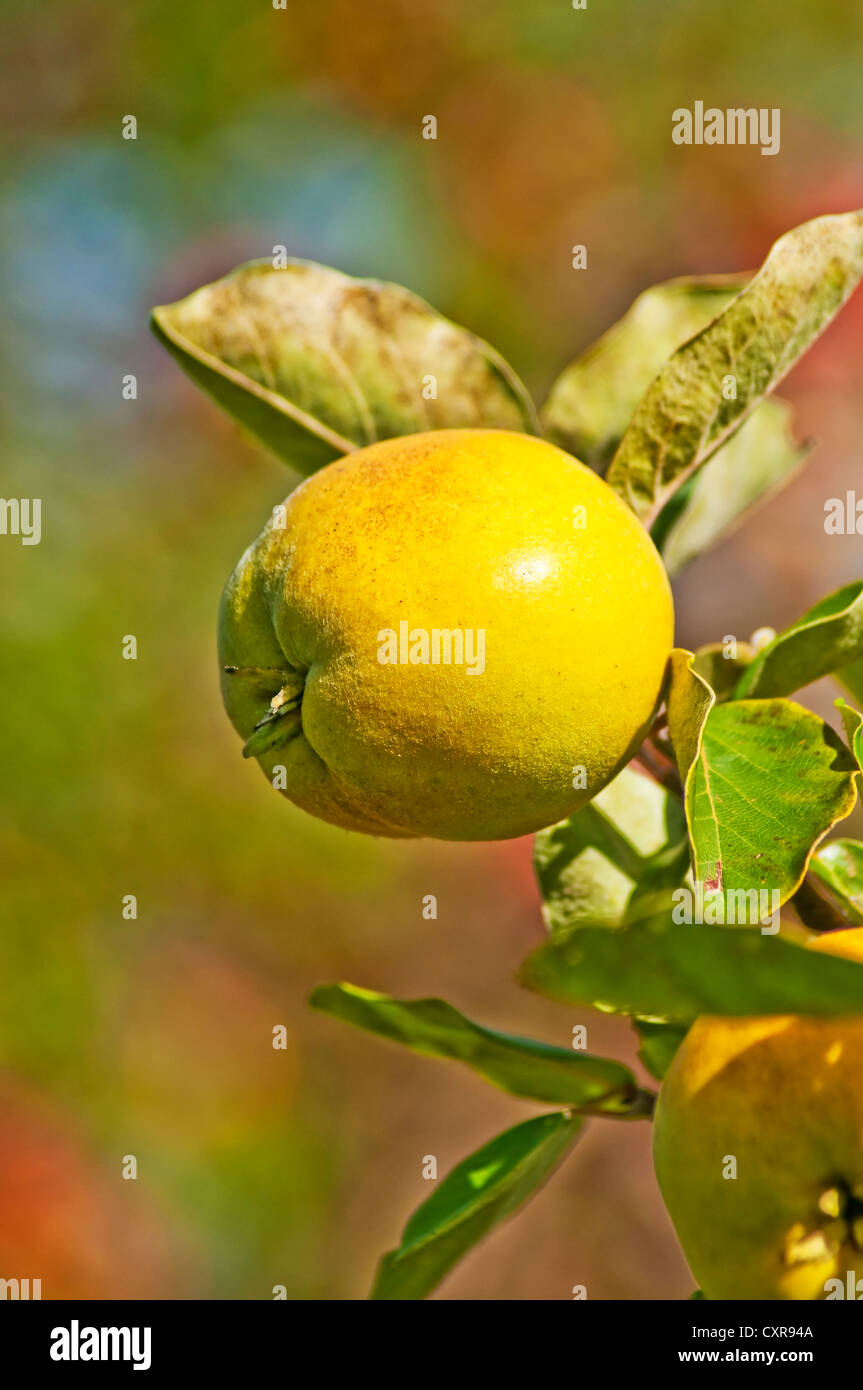 ripe quince on a tree Stock Photo Alamy