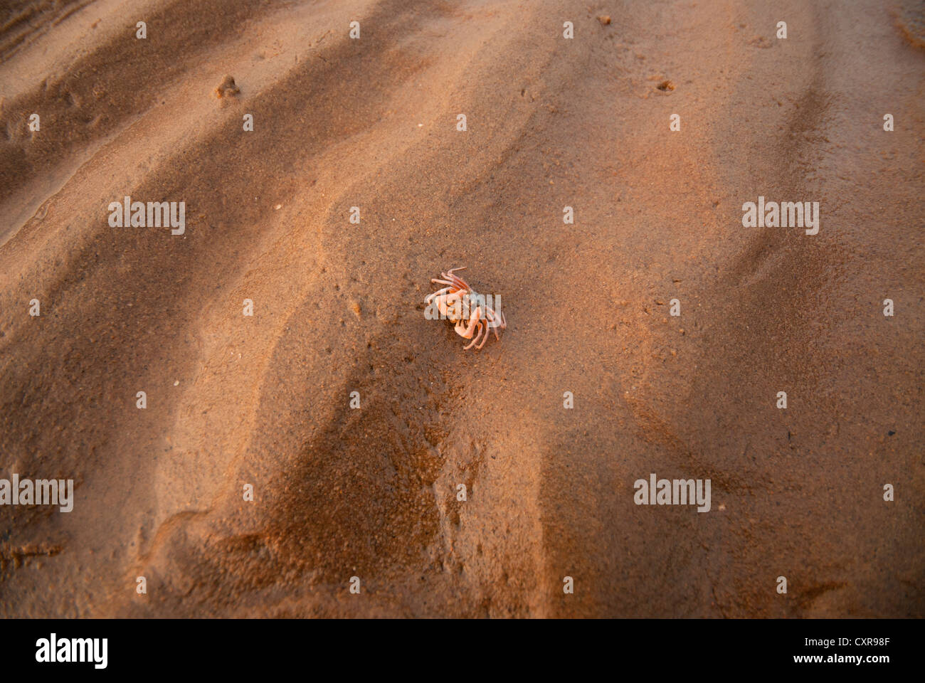 A solitary red crab at the Devbag beach Resort , Jungle Lodges , in Karwar in North Coastal Karnataka , India Stock Photo