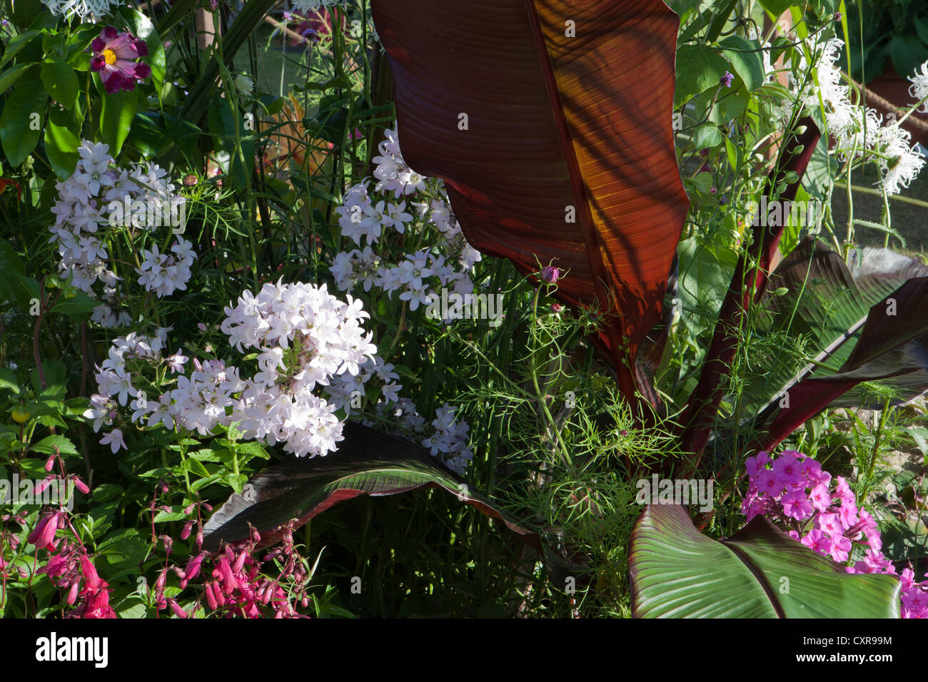 giant tropical leaf in flower border Stock Photo