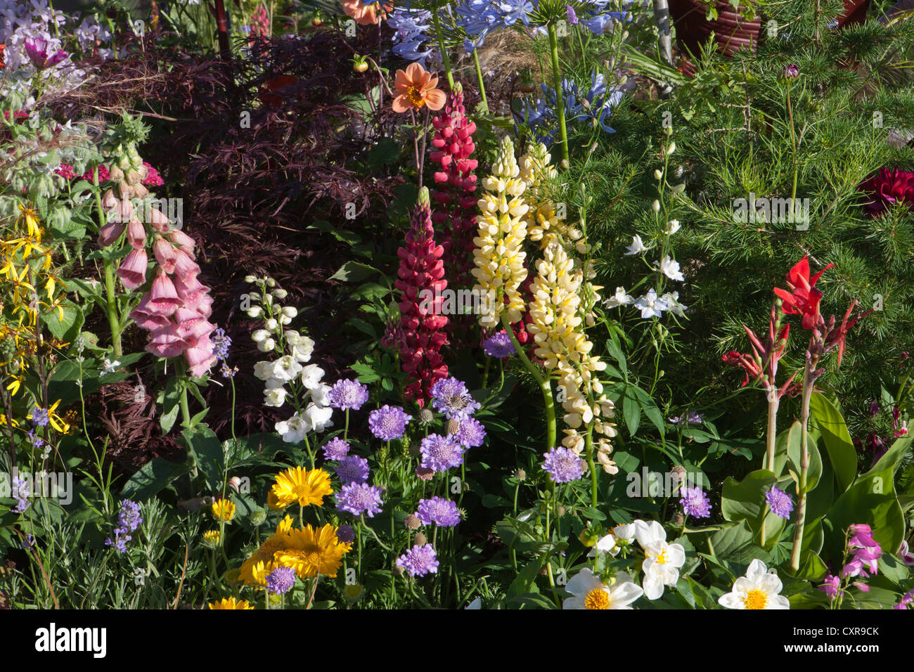 Summer colour flower border hi-res stock photography and images - Alamy