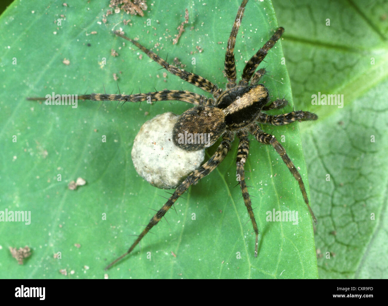 Wolf spider, Pardosa sp., female with egg mass Stock Photo
