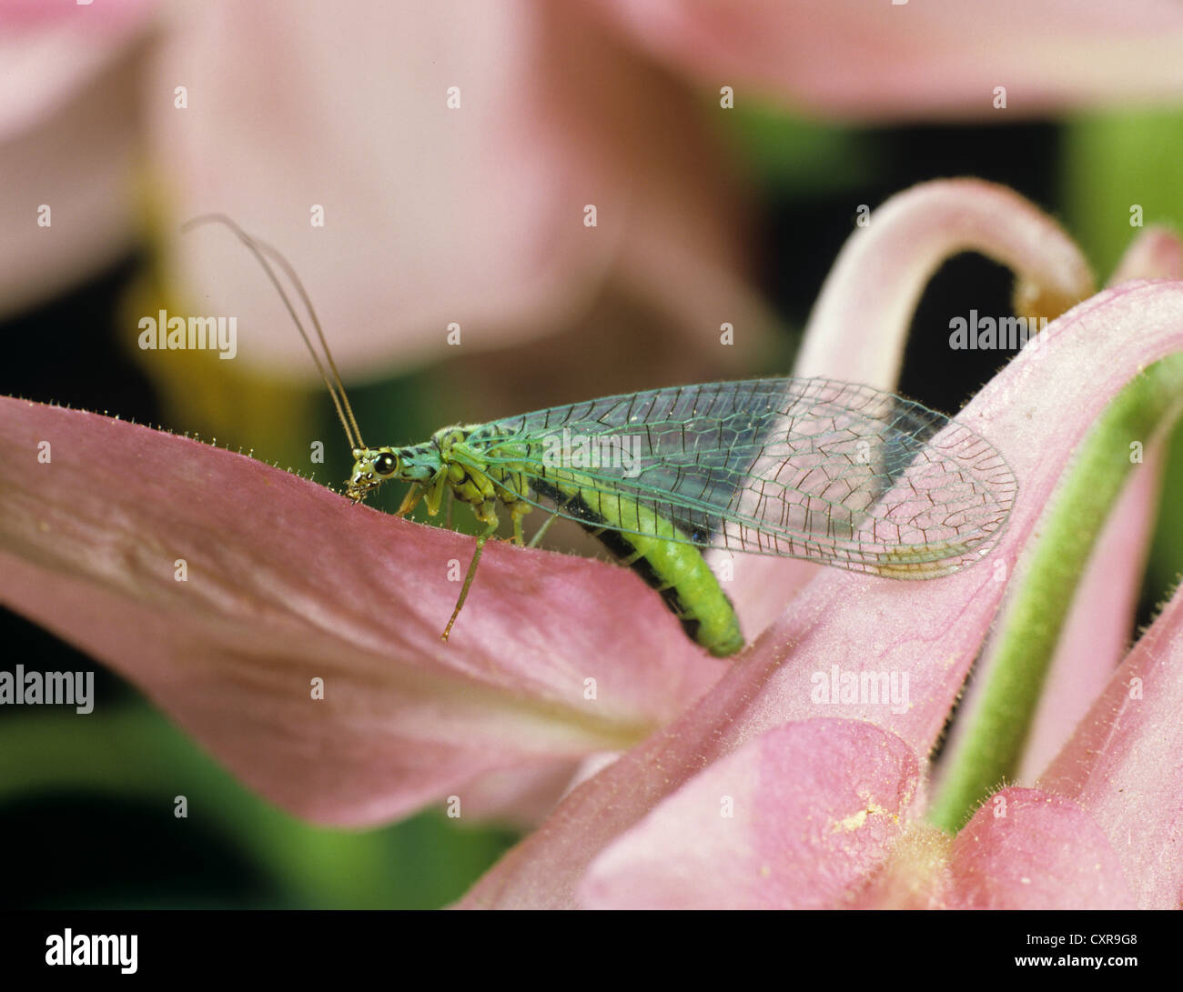 Lacewing, Chrysopa perla, adult on pink Aquilegia flower Stock Photo
