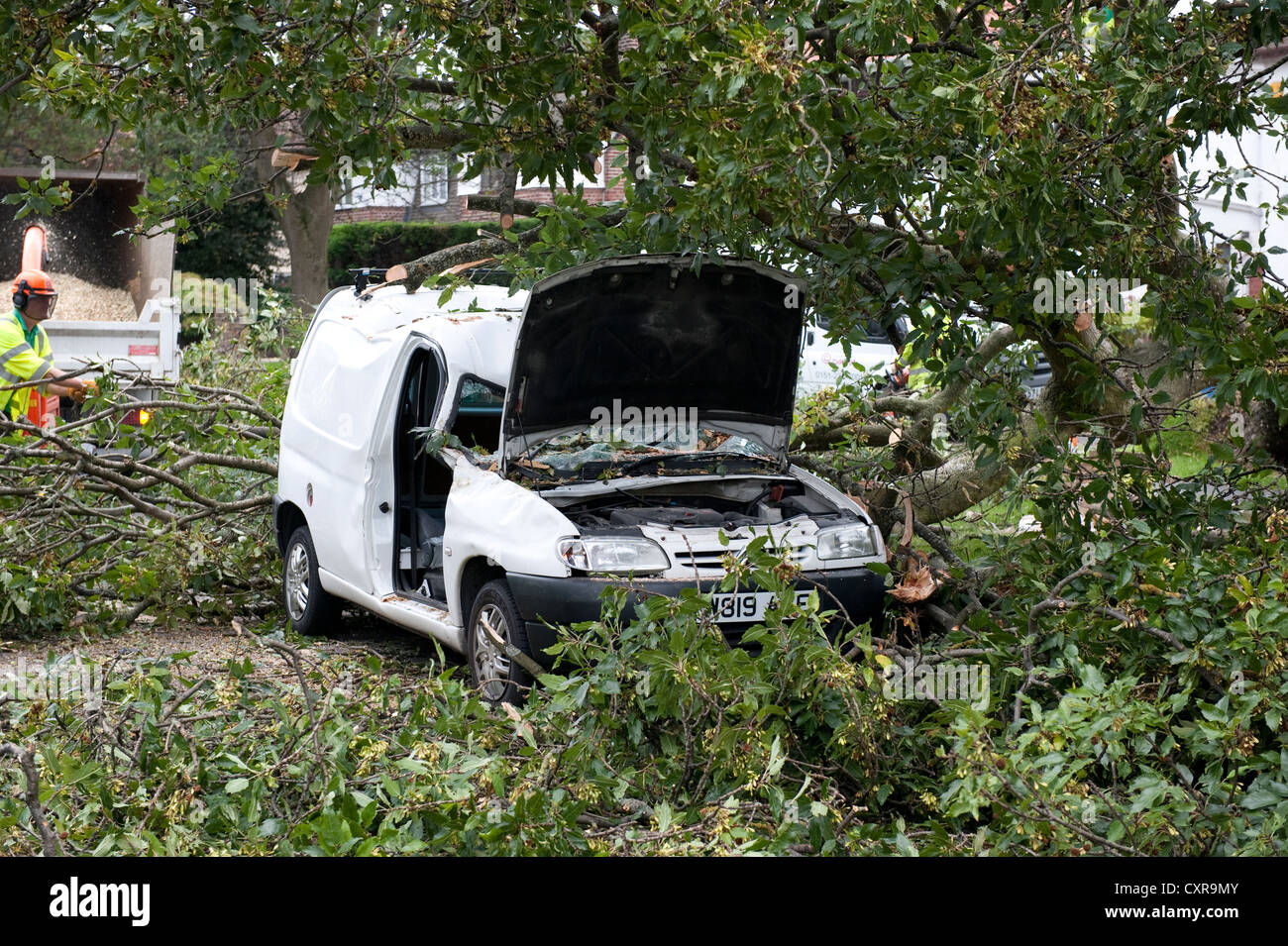 White Van Crushed by falling tree in high winds Stock Photo Alamy