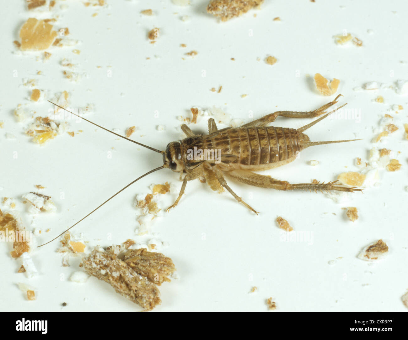 House cricket , Acheta domestica, nymph among kitchen detritis Stock Photo