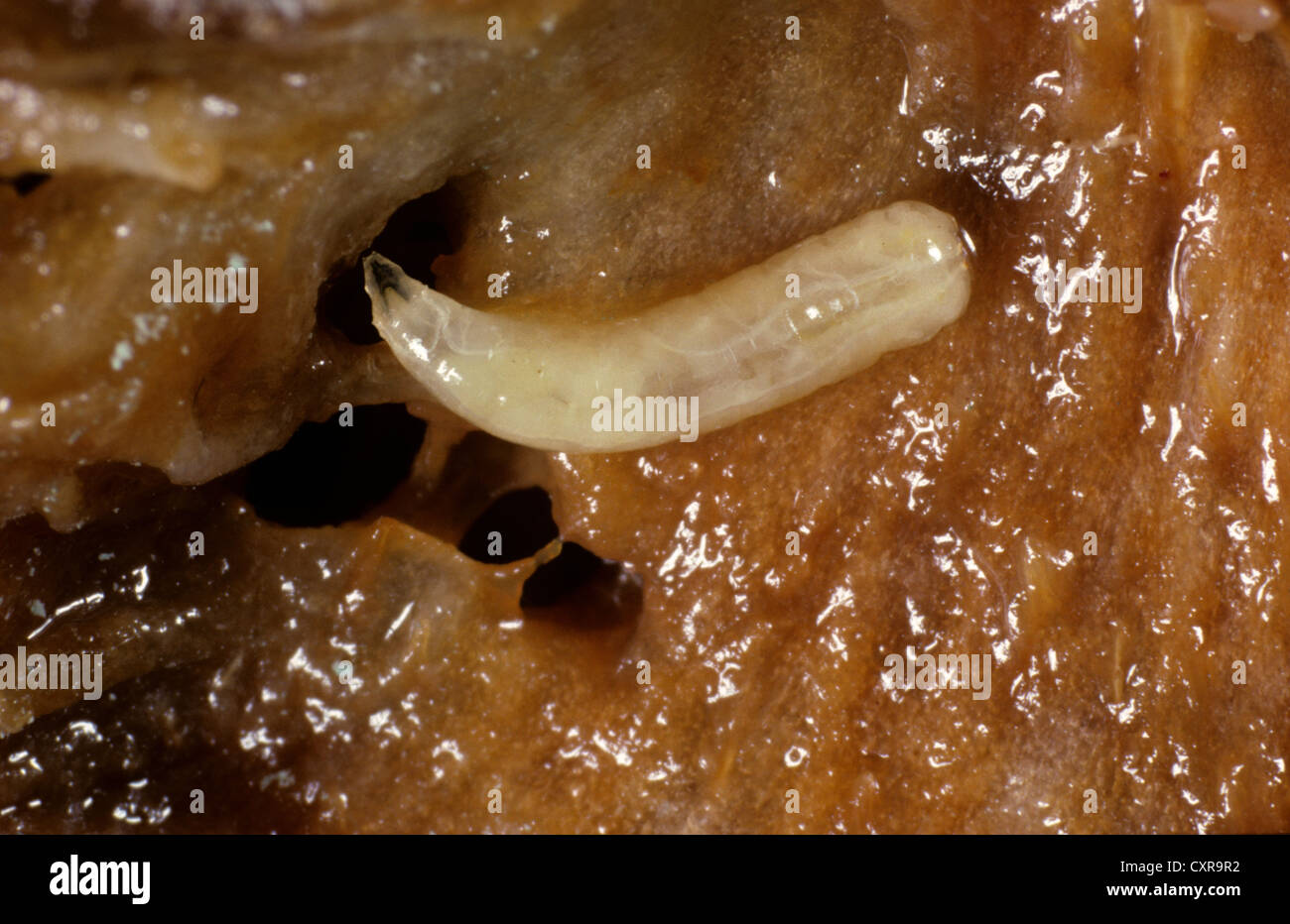 Mediterranean fruit fly (Ceratitis capitata) larvae in a peach fruit Stock Photo