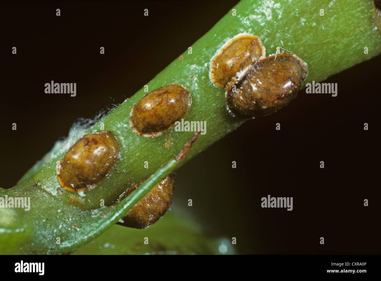 Brown scale insect, Parthenolecanium corni, on the stem of an indoor ornamental plant Stock Photo