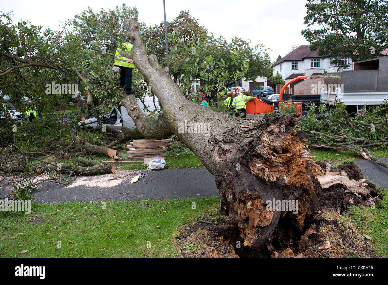 Tree blown over in high winds Stock Photo Alamy