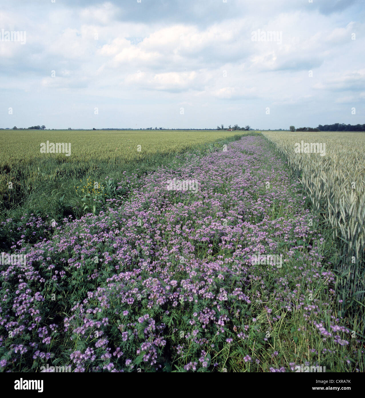 Phacelia in flower in field conservervation bank between two cereal crops. Stock Photo