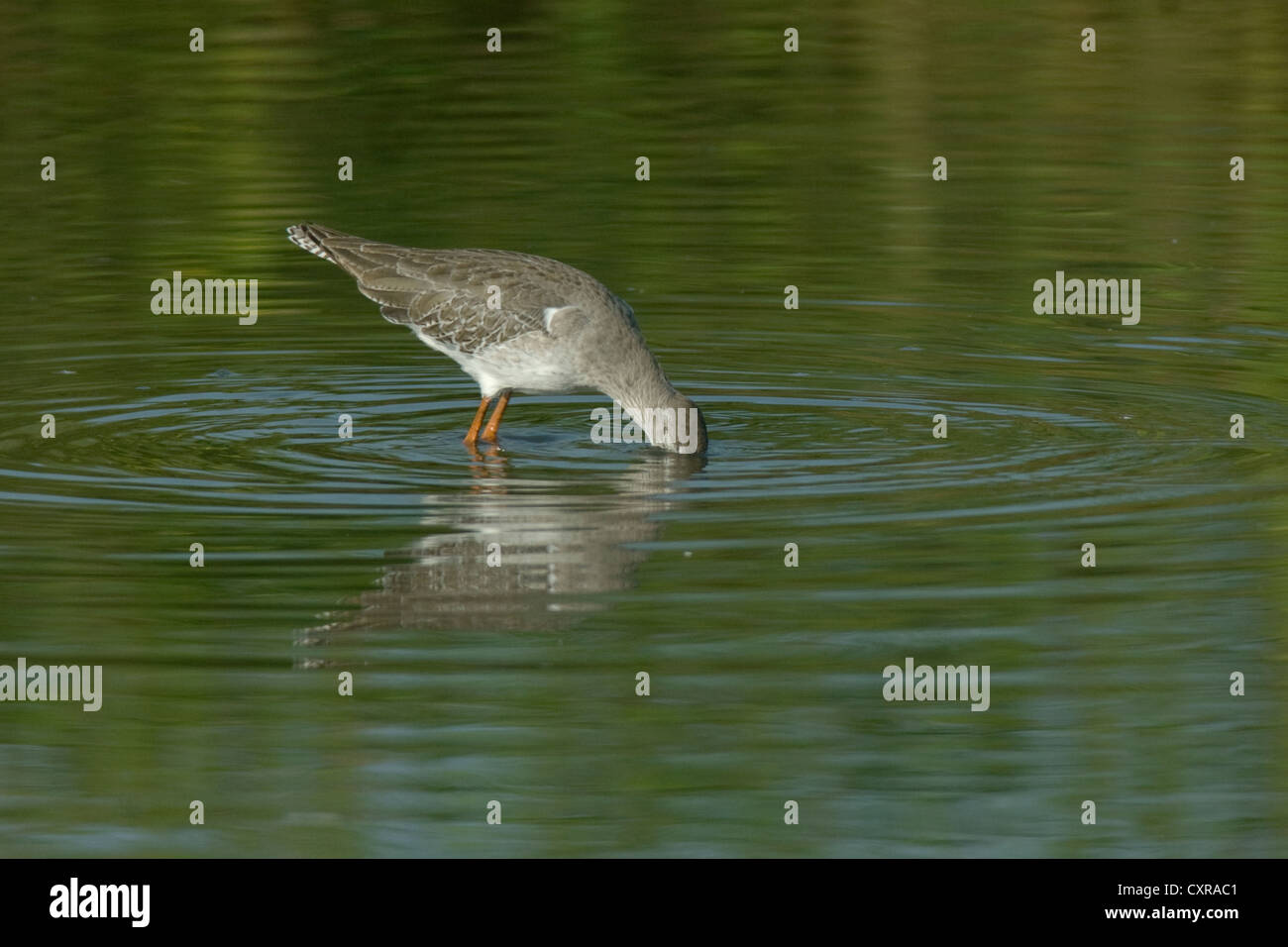 A Redshank foraging for its food at the now ravaged environs of Uran in Navi Mumbai near Bombay , India Stock Photo