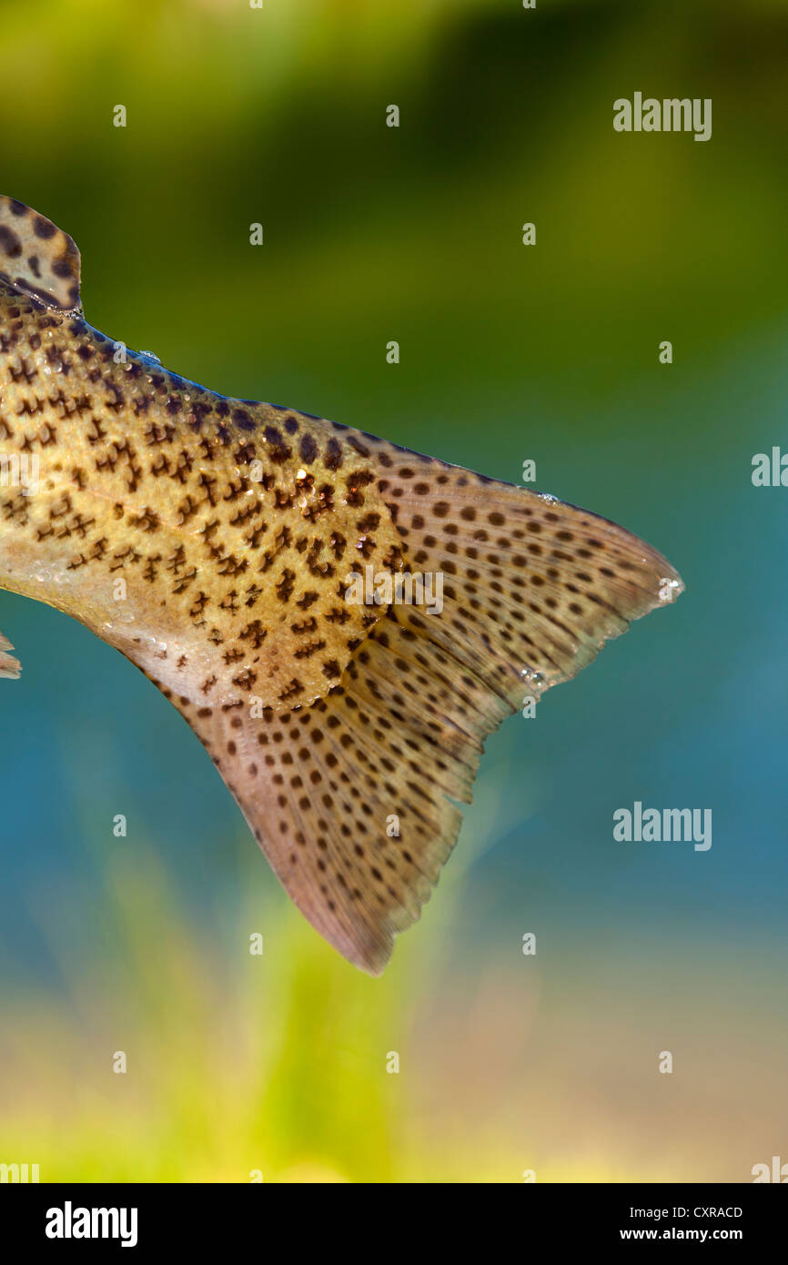 Shows Rainbow trout tail indicating fish in superb condition. Stock Photo