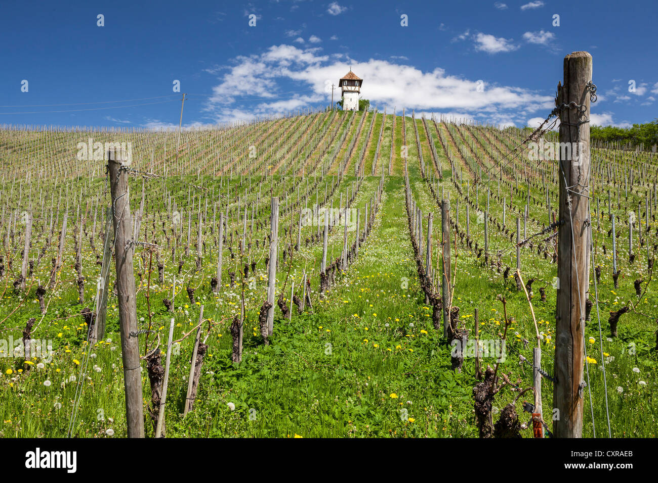 Tower on Lerchenberg hill in the vineyards near Meersburg, Baden-Wuerttemberg, Germany, Europe Stock Photo