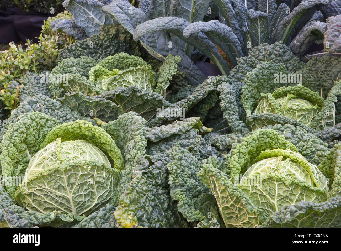 Savoy cabbage and kale nero de toscano Stock Photo