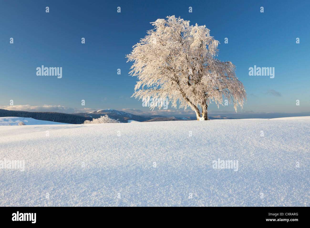 Wind-shaped beech tree with new snow, view to Mt Belchen, Mt Schauinsland near Freiburg in the Black Forest, Baden-Wuerttemberg Stock Photo