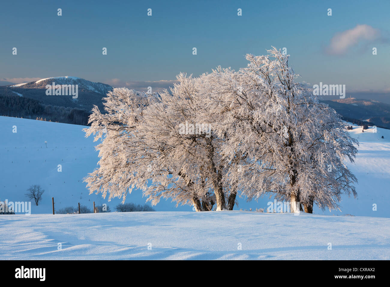 Wind-shaped beech trees with fresh snow with morning light, view to Mt Belchen, Mt Schauinsland near Freiburg in the Black Stock Photo