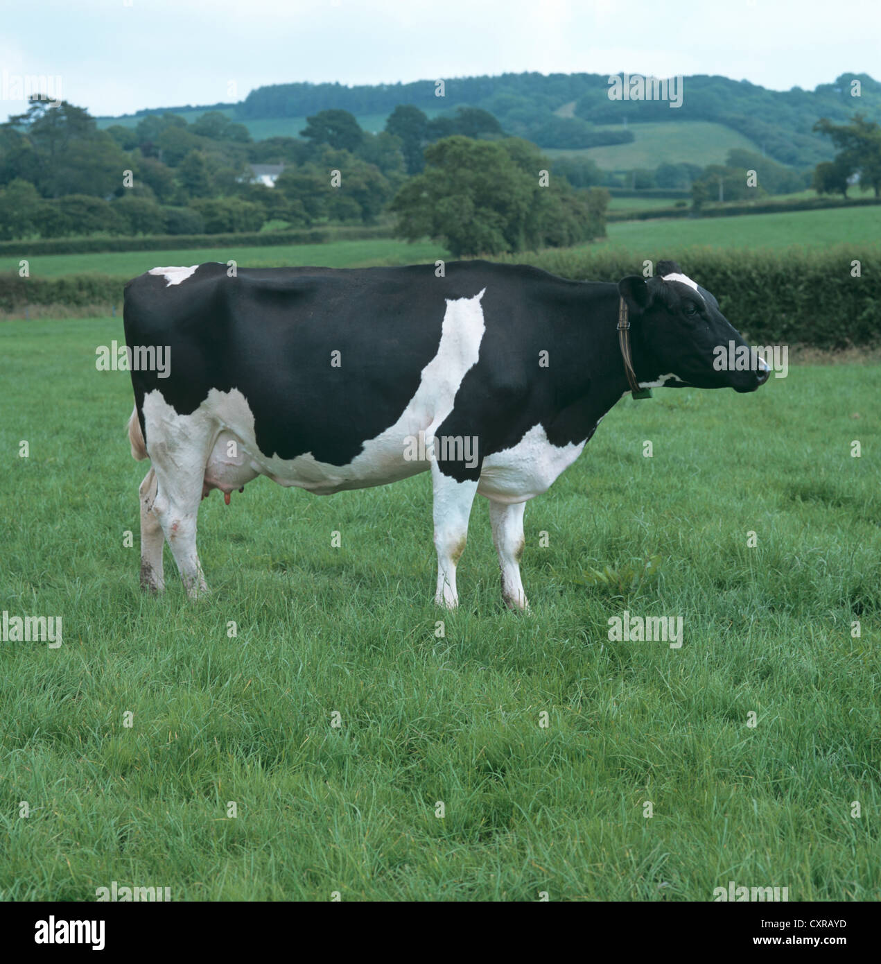 Holstein Friesian dairy cow in milk on grass pasture, Devon Stock Photo