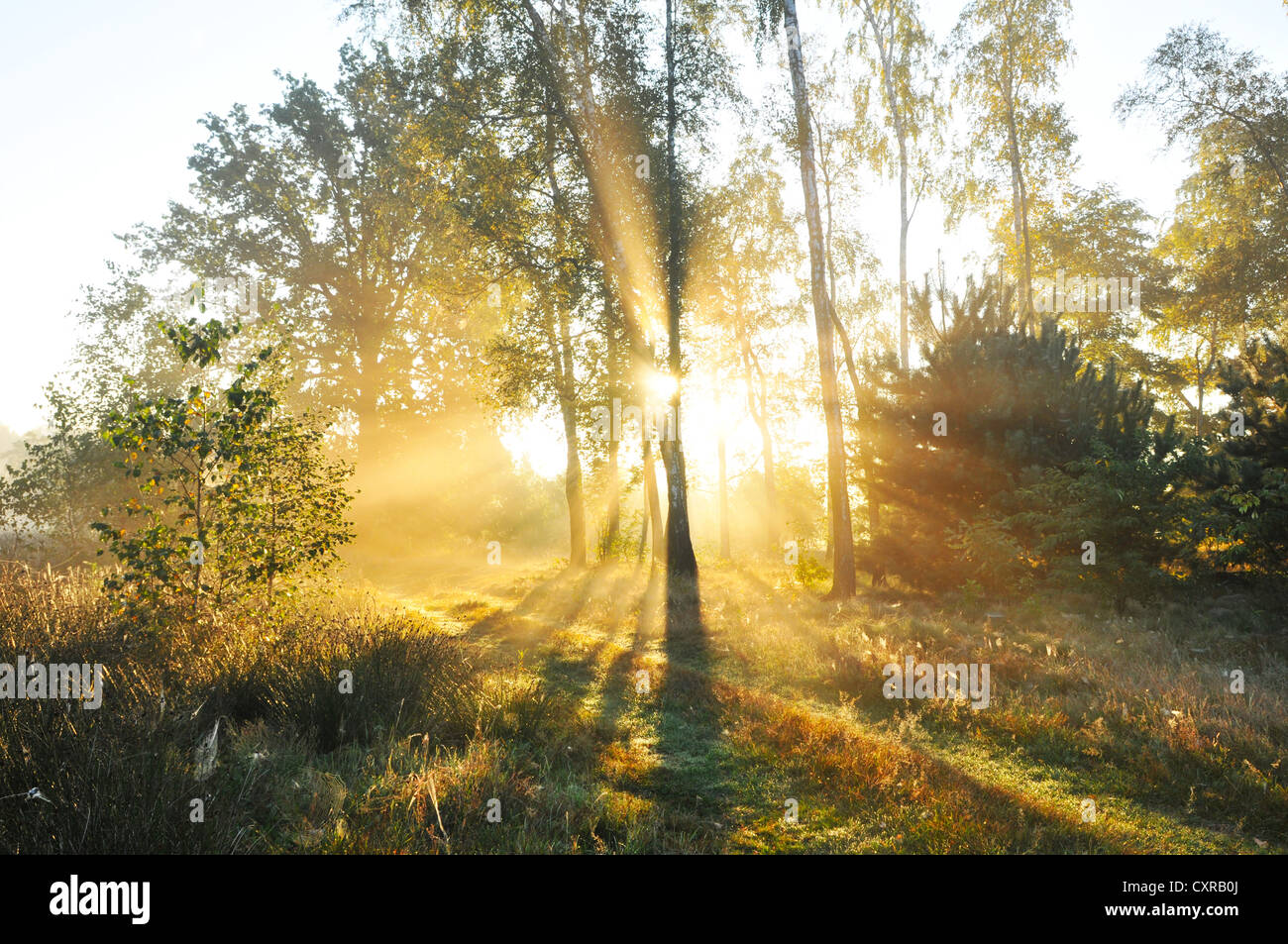 Autumn dawn in forest Stock Photo - Alamy