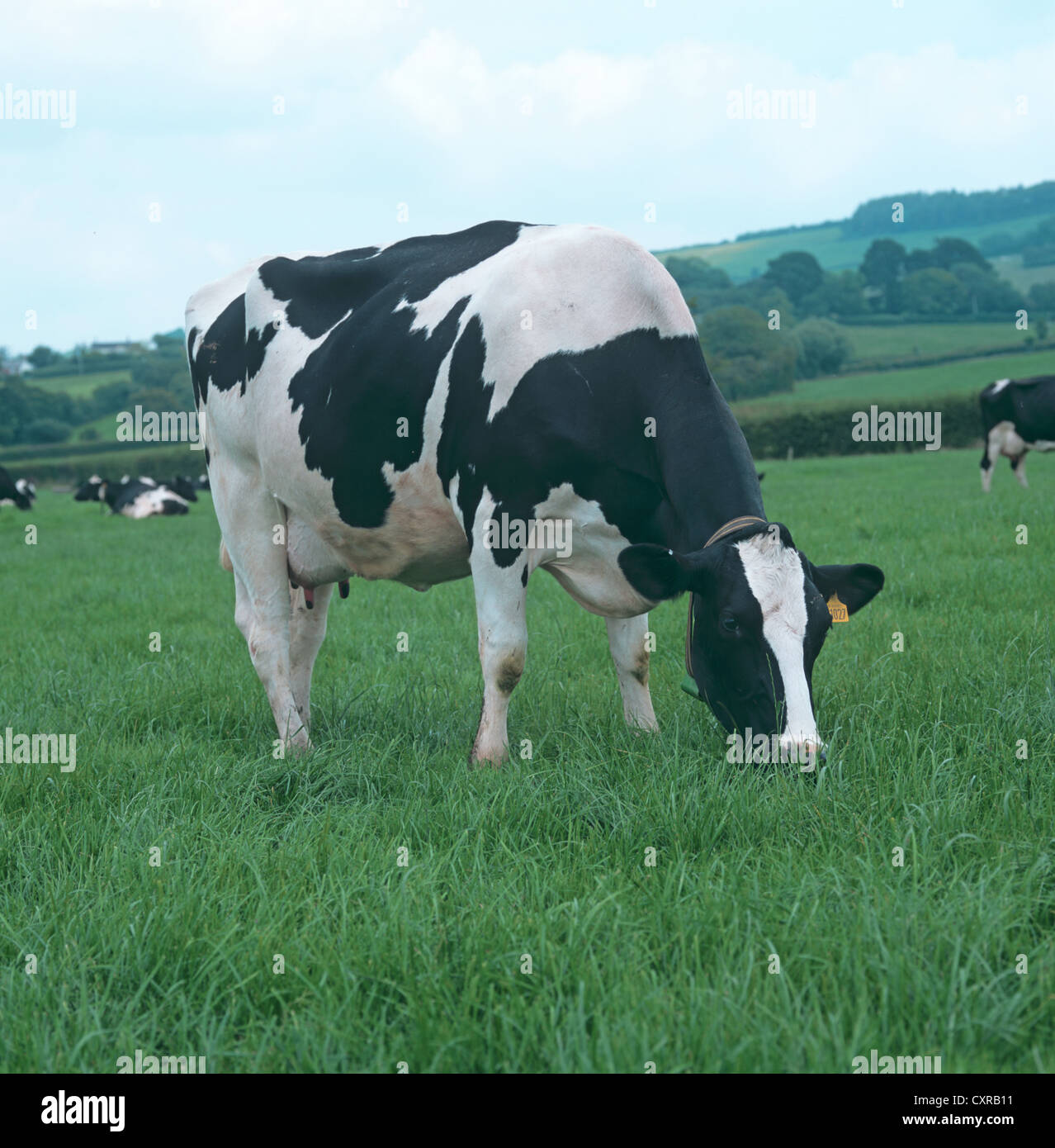 Holstein Friesian dairy cow in milk on grass pasture, Devon Stock Photo