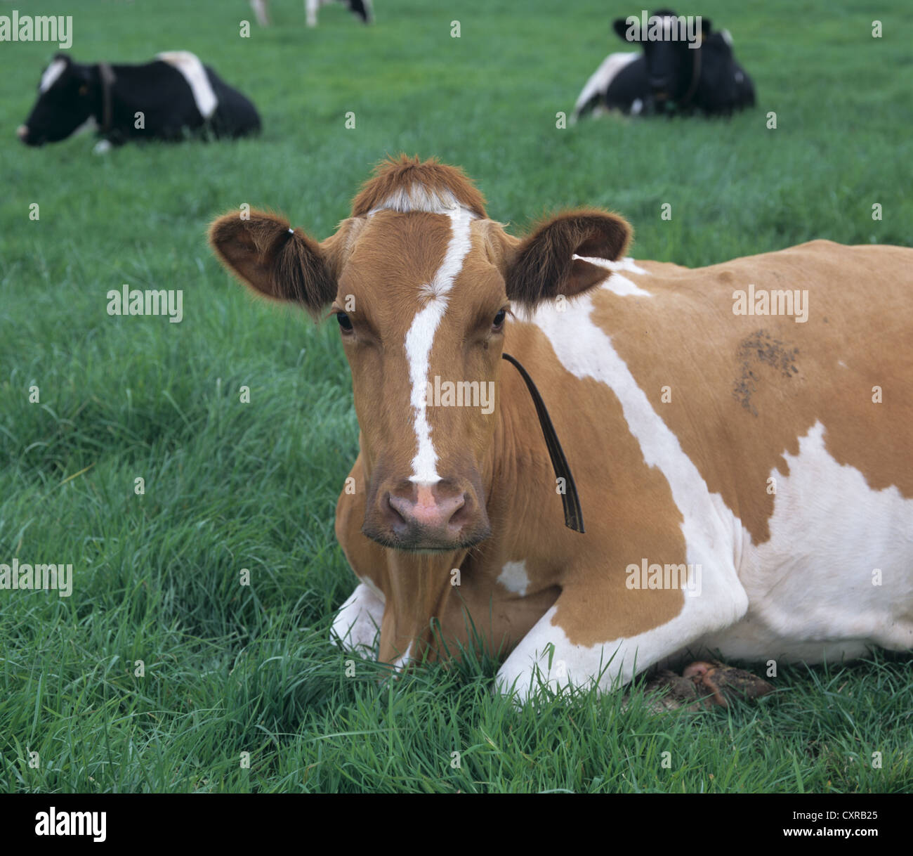 Red & White Friesian cow with a white 7 mark on her head lying down on Devon pasture Stock Photo