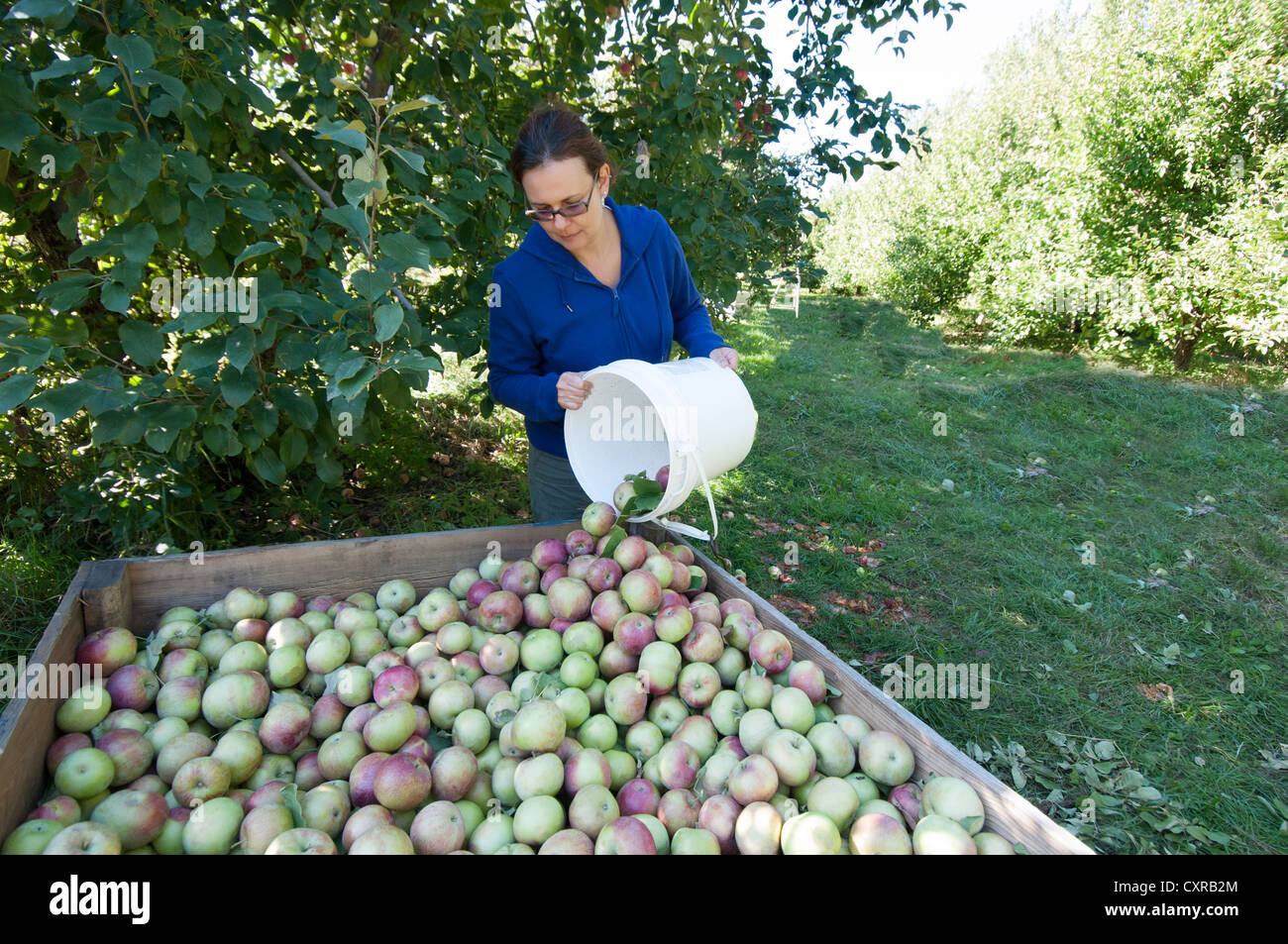 Woman harvesting apples in an Orchard Monteregie Quebec Canada Stock