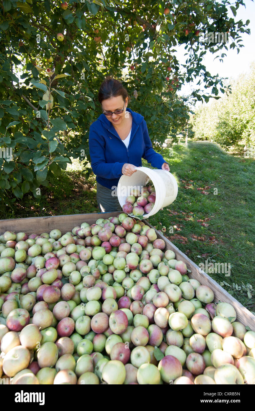 Woman harvesting apples in an Orchard Monteregie Quebec Canada Stock Photo Alamy