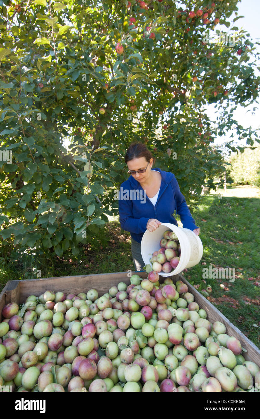 Woman harvesting apples in an Orchard Monteregie Quebec Canada Stock Photo Alamy