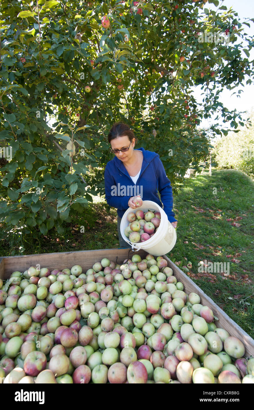 Woman harvesting apples in an Orchard Monteregie Quebec Canada Stock Photo Alamy