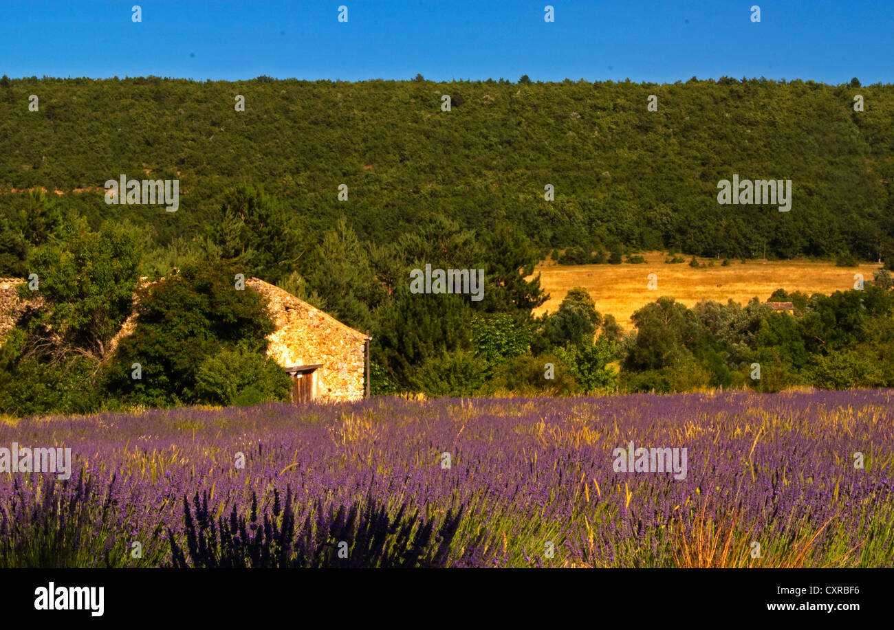 Lavender fields near Roussillon, Provence, France Stock Photo