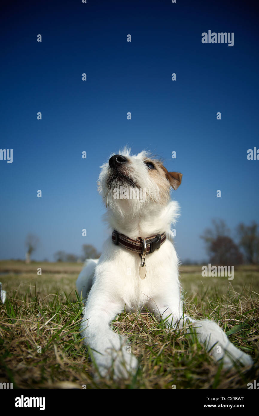 Parson Russell Terrier puppy, 7 months, lying on a meadow Stock Photo