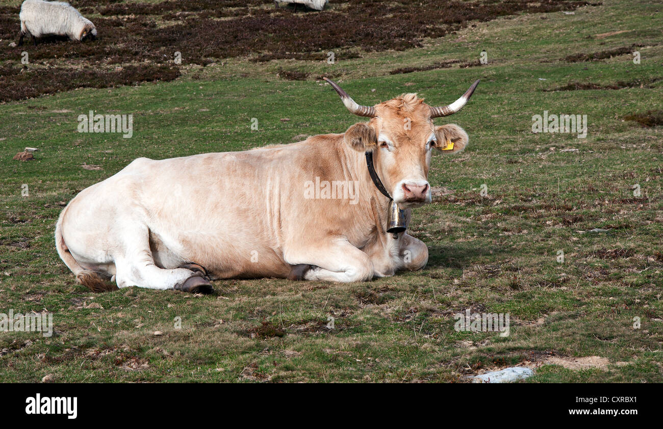 Brown cow on the meadow Stock Photo - Alamy