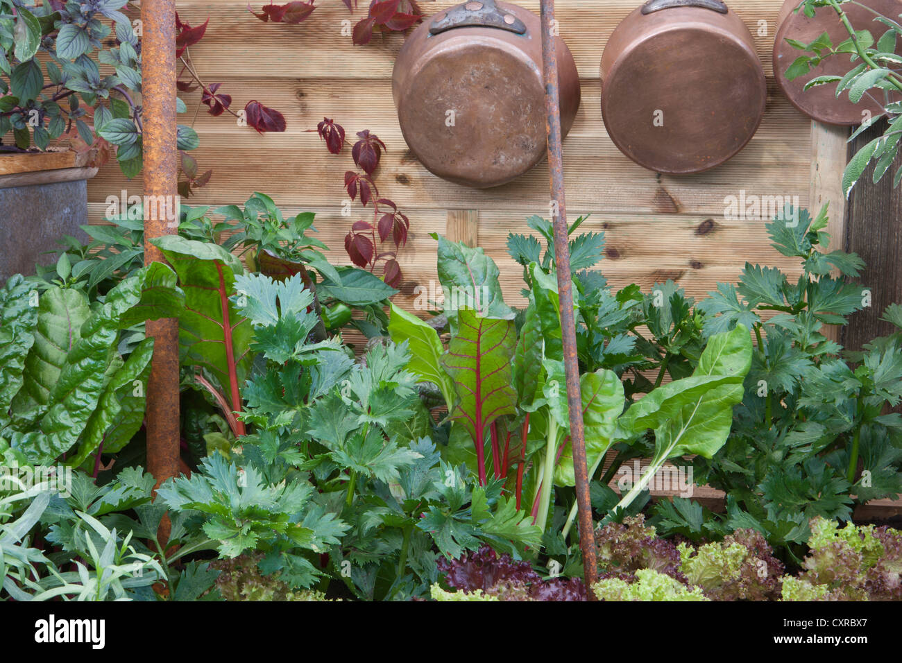 small space outdoor kitchen garden with salad and herb herbs crops lettuce parsley celery and ruby red chard growing and copper pots and pans UK Stock Photo