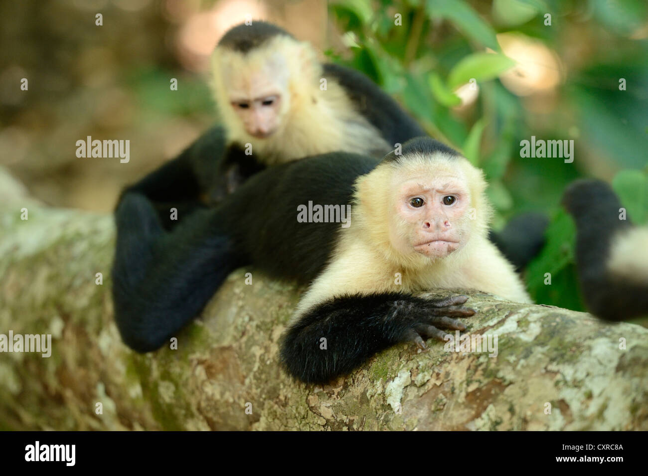 White-headed or White-faced Capuchins (Cebus capucinus), Manuel Antonio National Park, Costa Rica, Central America Stock Photo