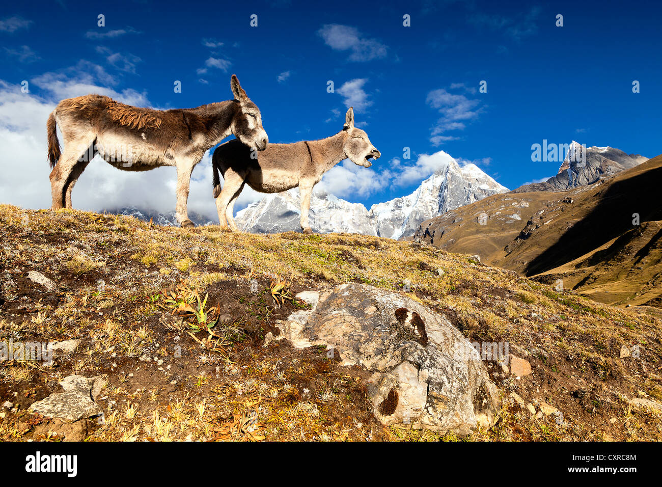 Bleating High Resolution Stock Photography and Images - Alamy