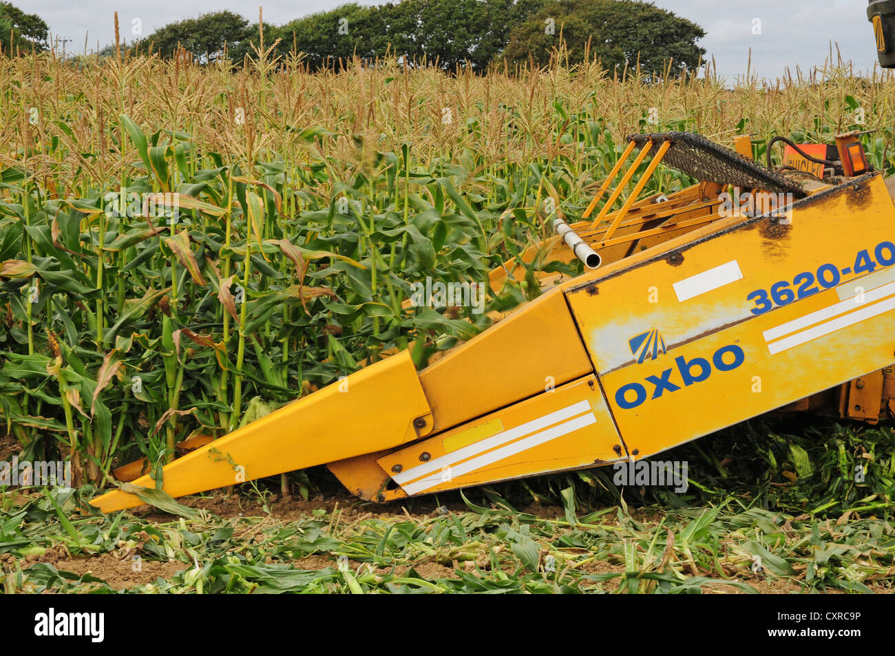 Harvesting sweet corn. Cutter bar of combined harvester used for