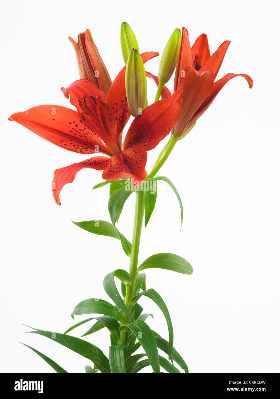 Lilium ‘Red Latin’ common name Lily Stock Photo Alamy