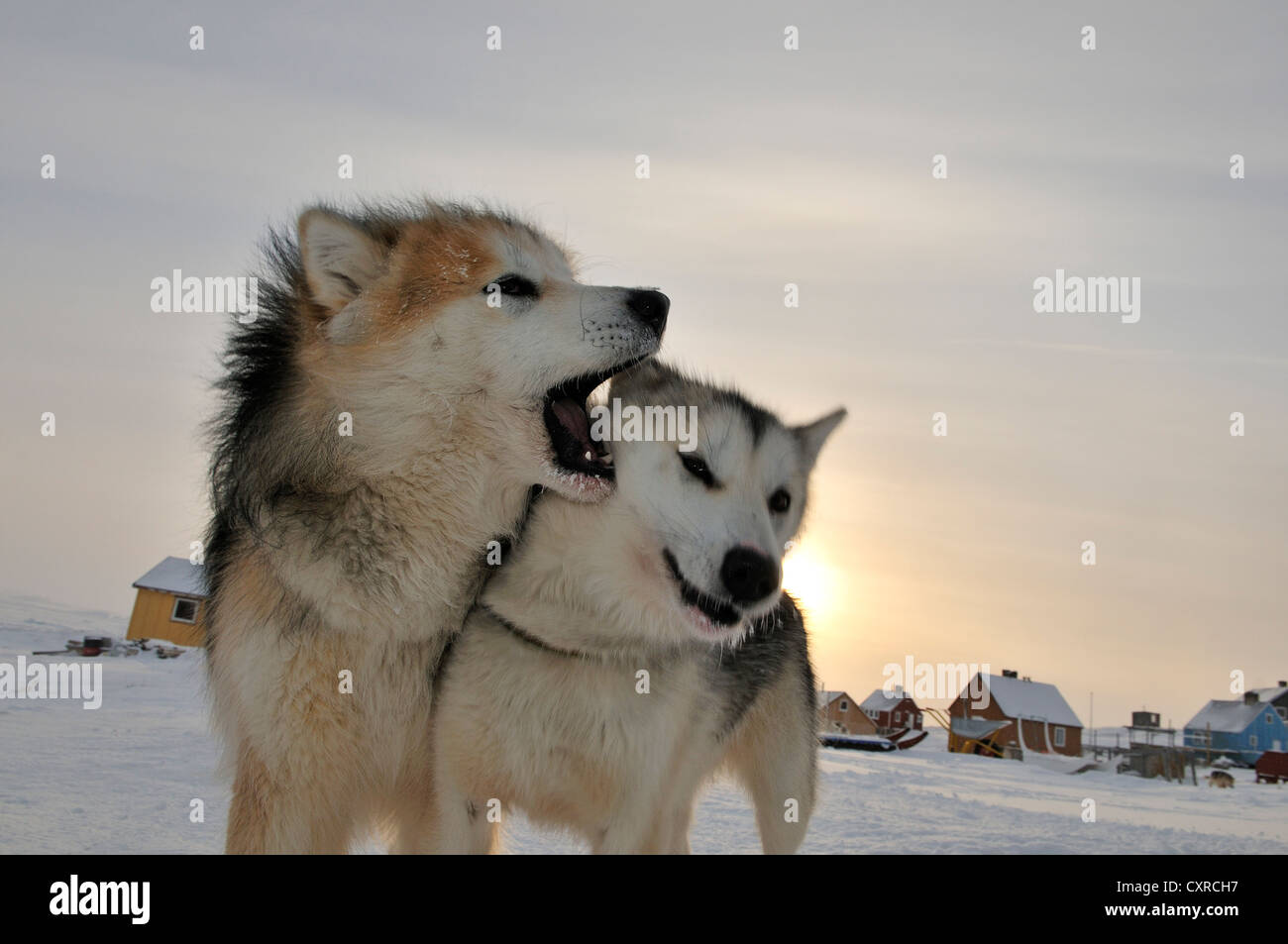 Two Greenland dogs, Rodebay, Ilulissat, Greenland, Arctic North America