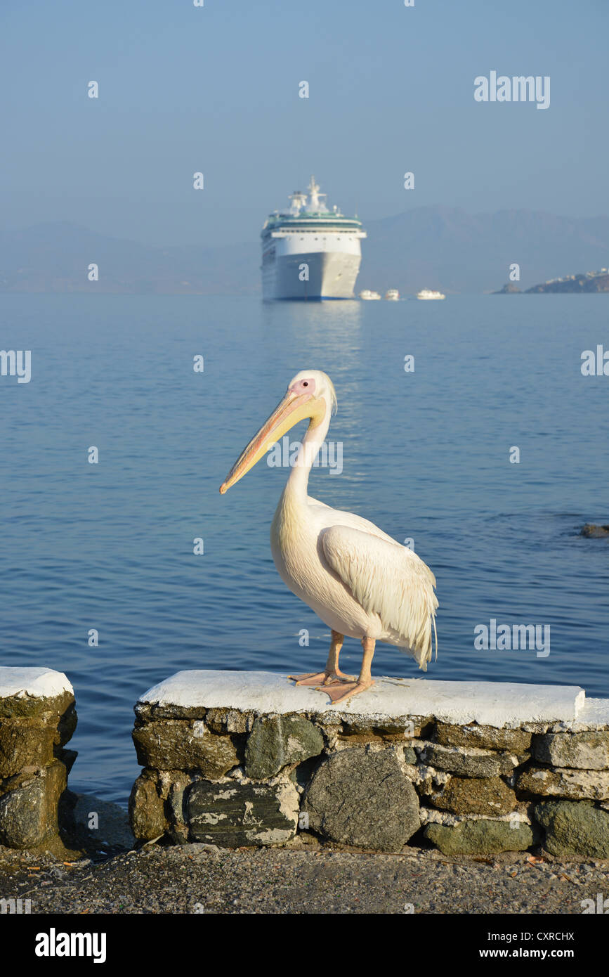 Petros II, The Great White Pelican, Chora, Mykonos, Cyclades, South Aegean Region, Greece Stock Photo