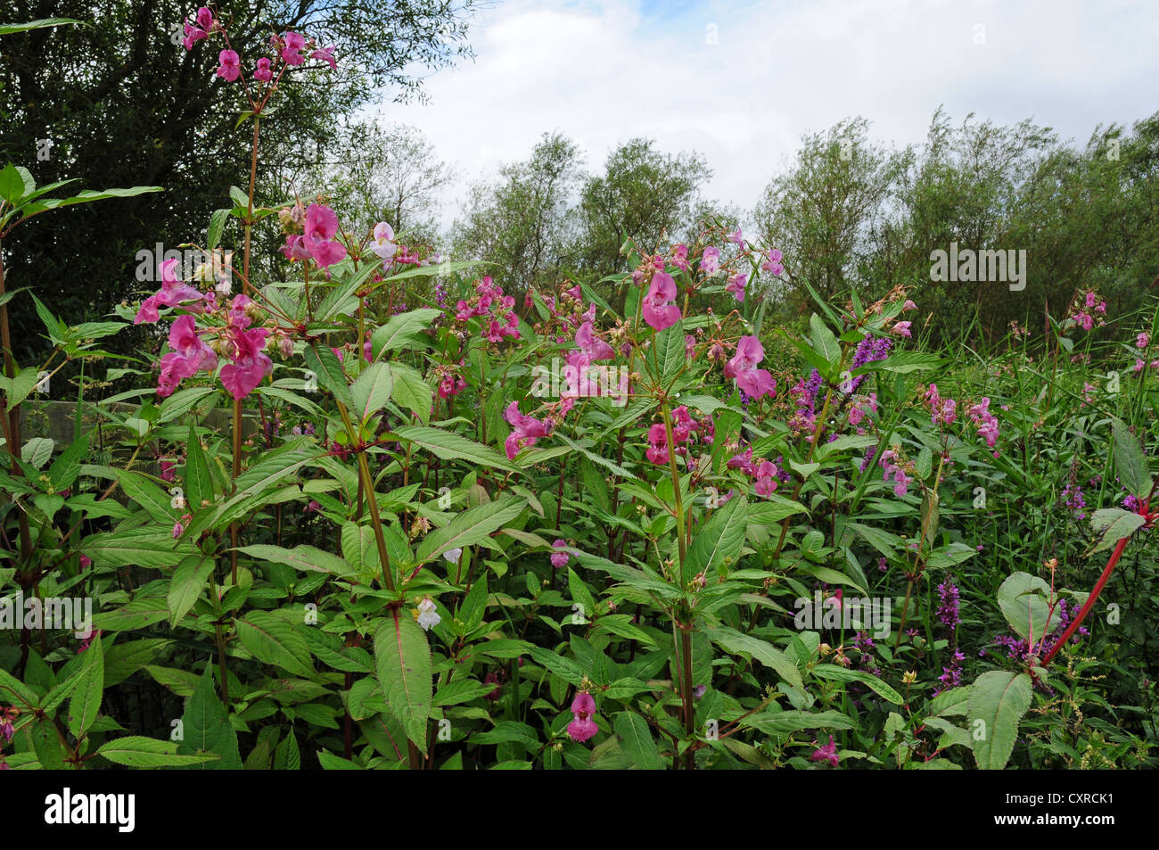 Himalayan balsam Impatiens glandulifera  growing on the banks of the River Arun. Stock Photo