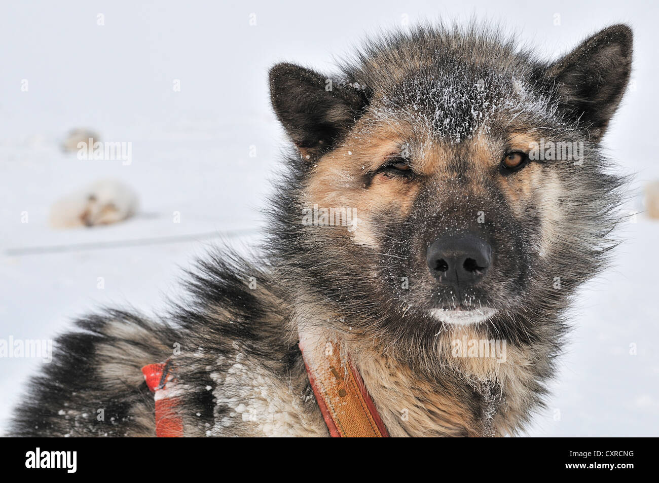 Greenland sled dog, portrait, Greenland, Arctic North America Stock