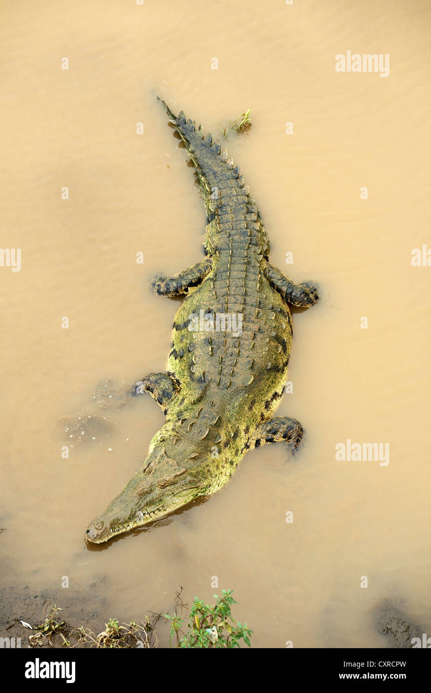 American crocodile (Crocodylus acutus) on the Tarcoles river, Costa Rica, Central America Stock Photo