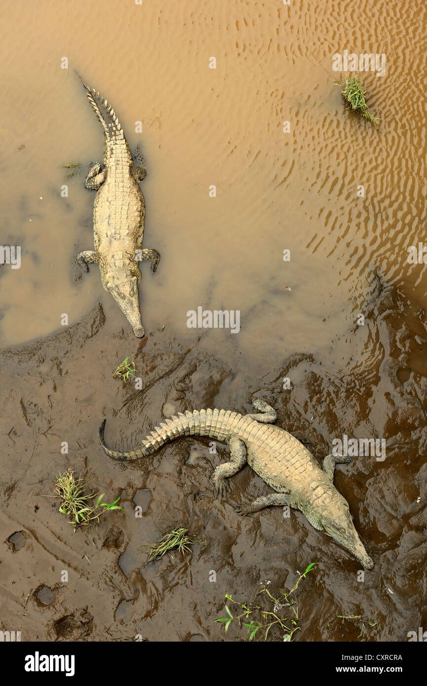 American crocodiles (Crocodylus acutus) on the Tarcoles river, Costa Rica, Central America Stock Photo