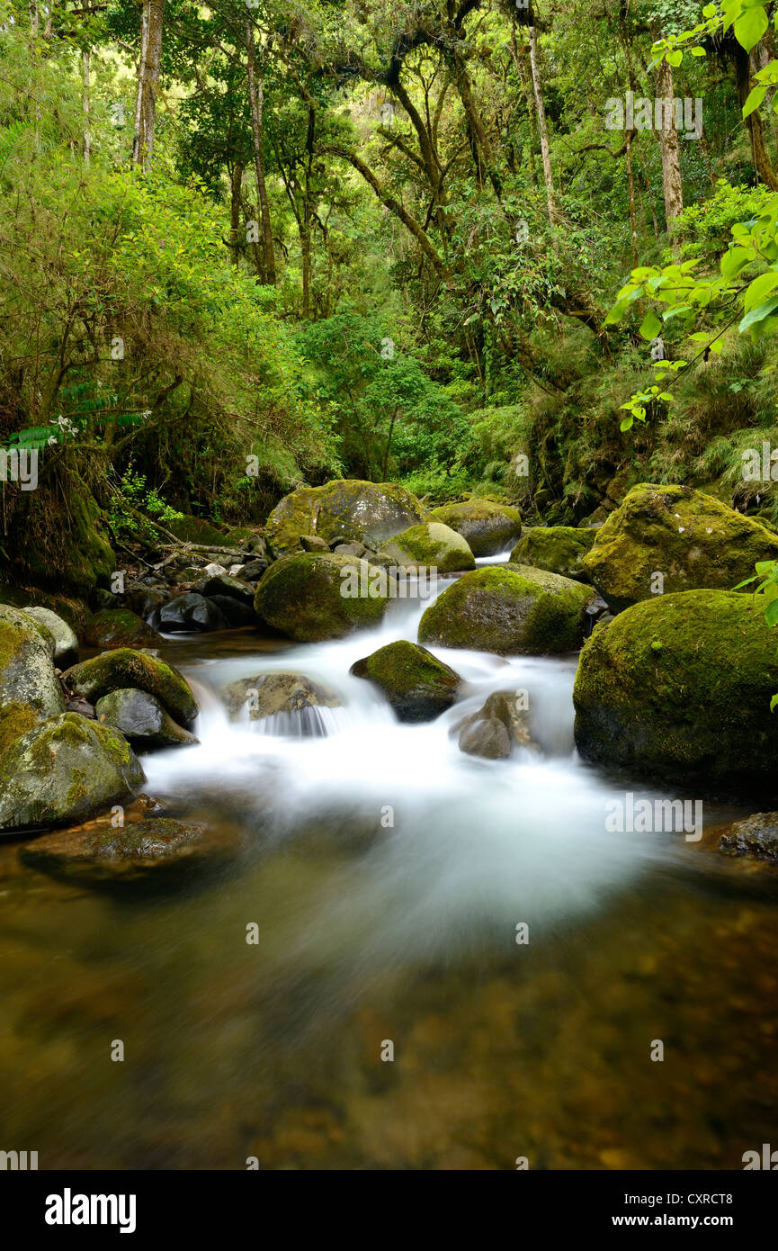River head of the Rio Savegre river, San Gerardo de Dota, Costa Rica ...