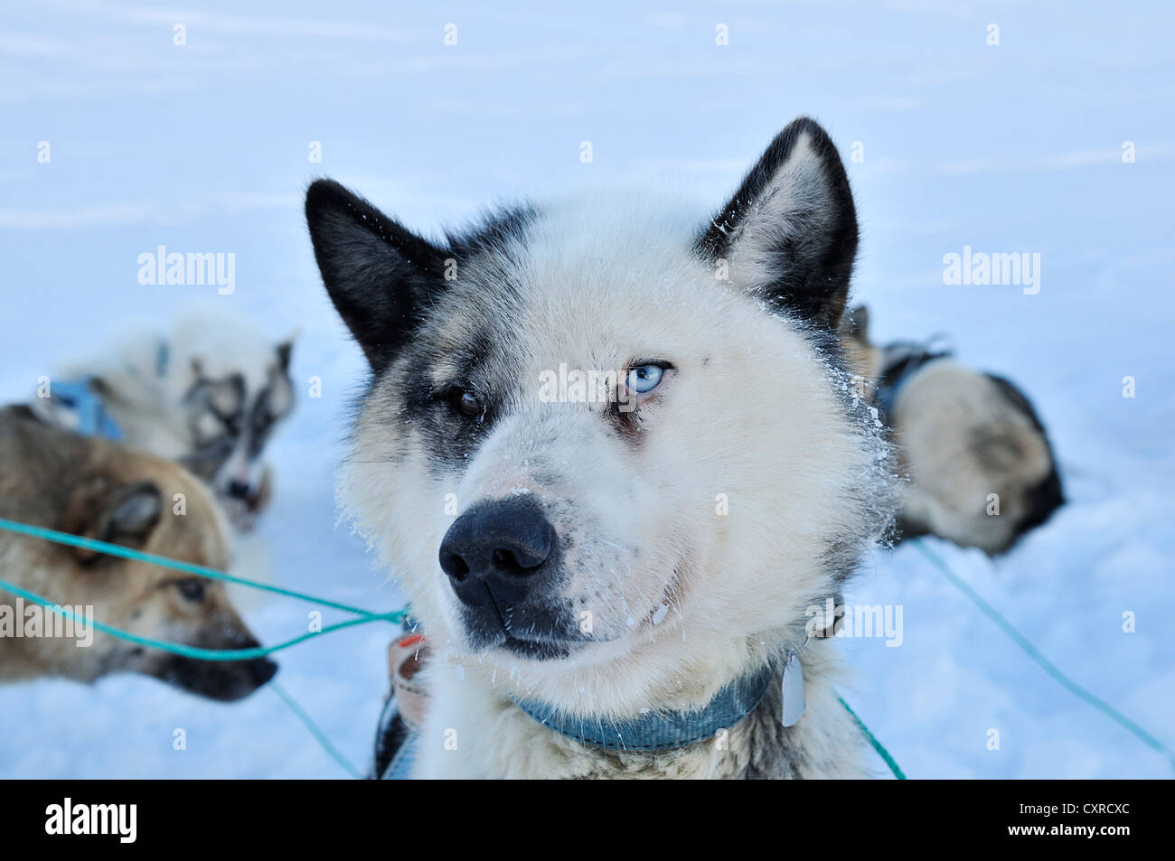 does the greenland dog grow big