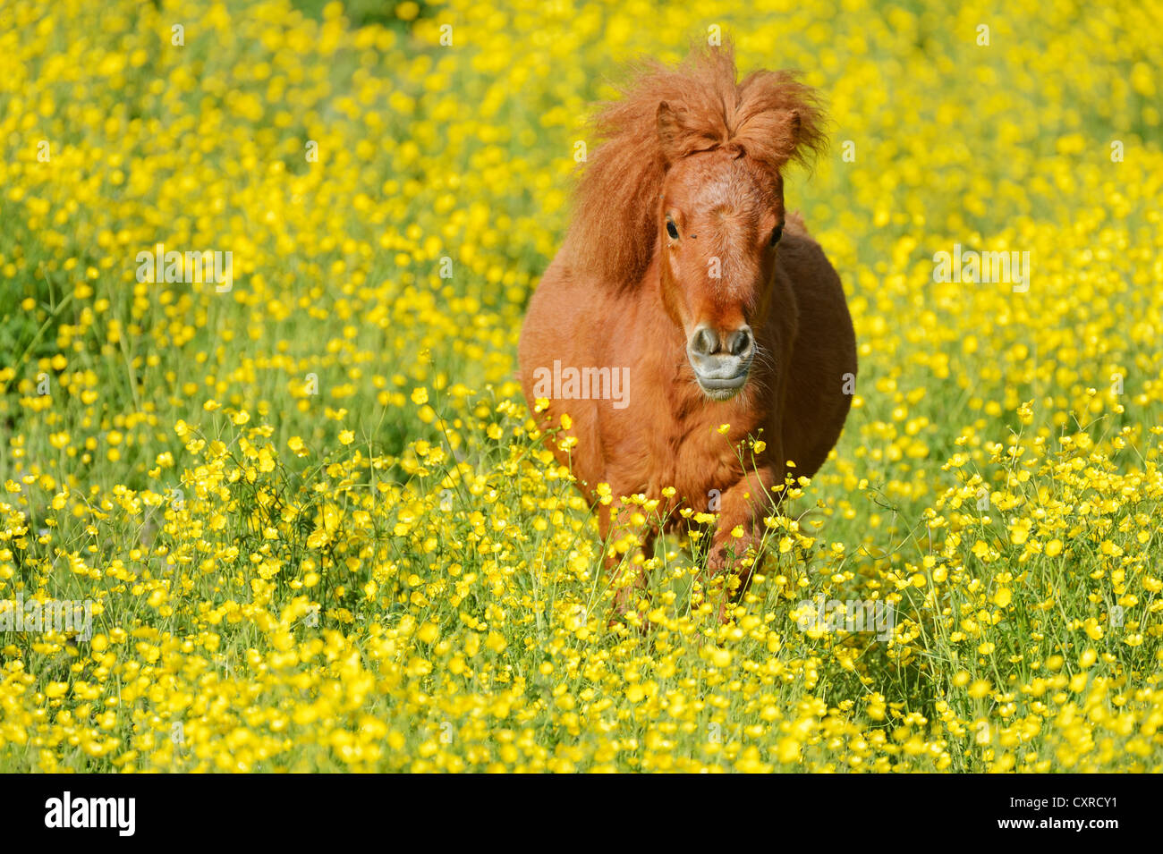 Shetland pony on a field of blooming buttercup (Ranunculus sp.), Maschwanden, Switzerland, Europe Stock Photo