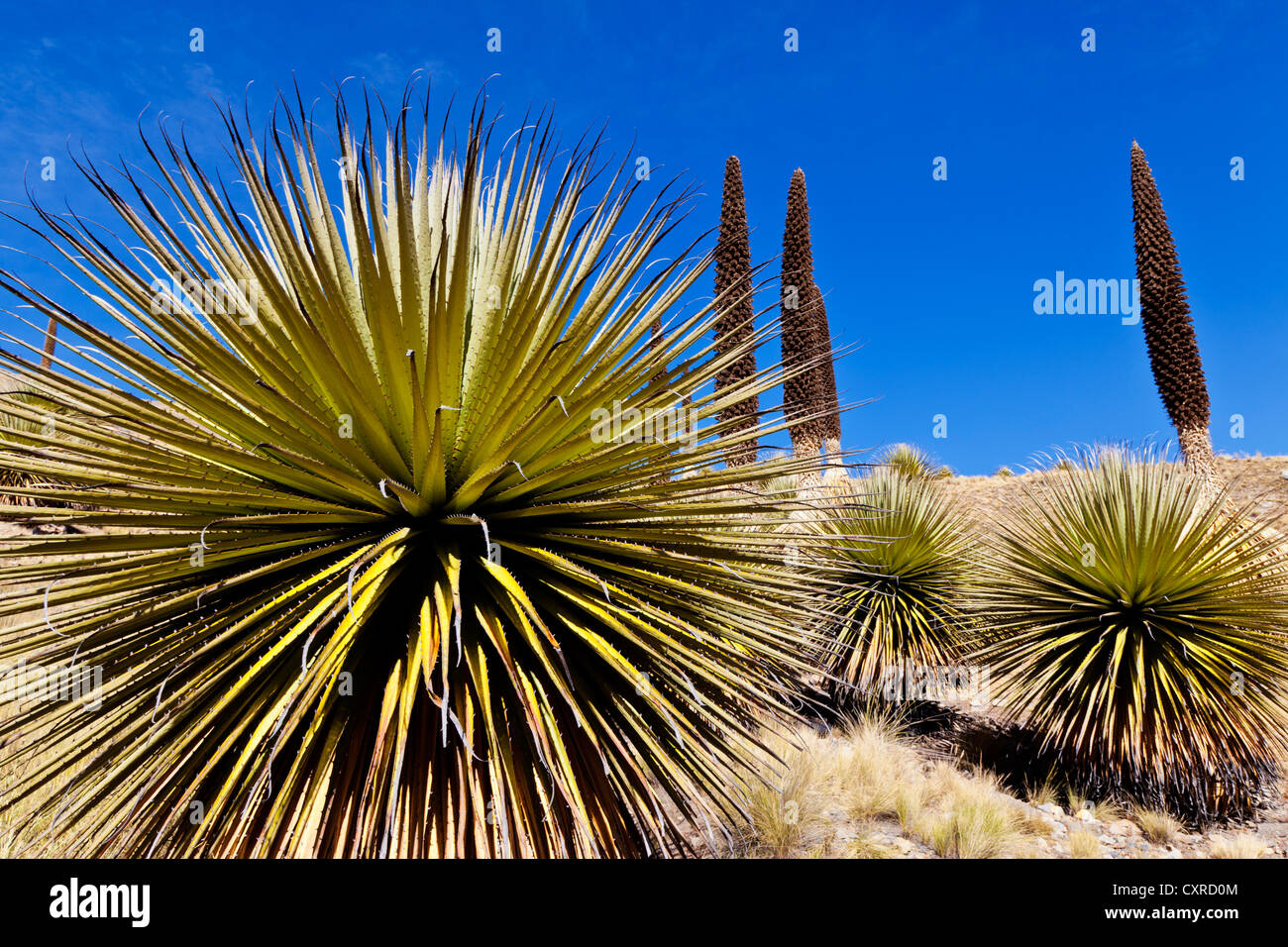 Queen of the Andes (Puya raimondii), Huaraz, Andes, Peru, South America Stock Photo