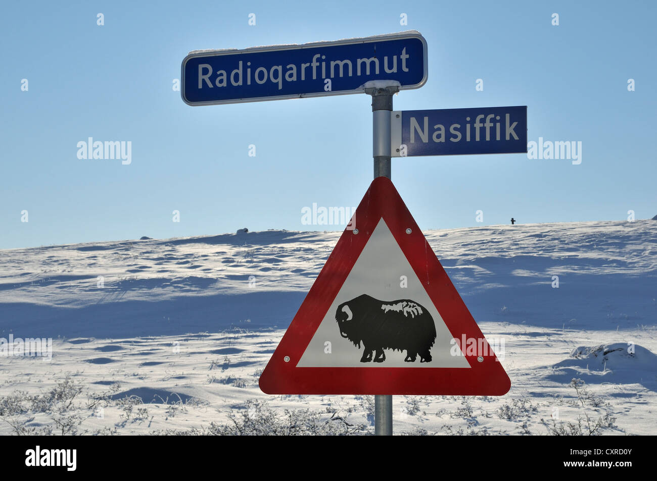 Warning sign, musk oxen, Kangerlussuaq, Greenland, Arctic North America Stock Photo